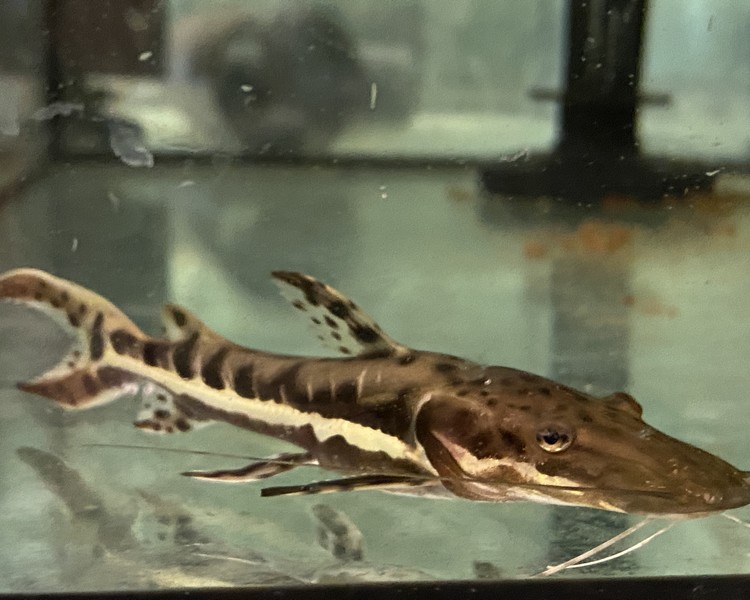 Tiger Shovelnose Catfish ~ 5cm - 6cm